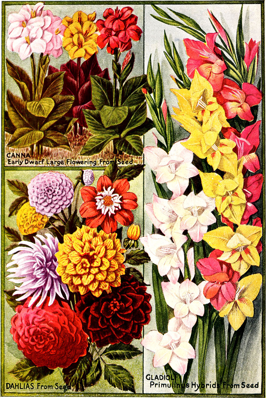 Childs' Seeds, Flower Catalog Plate